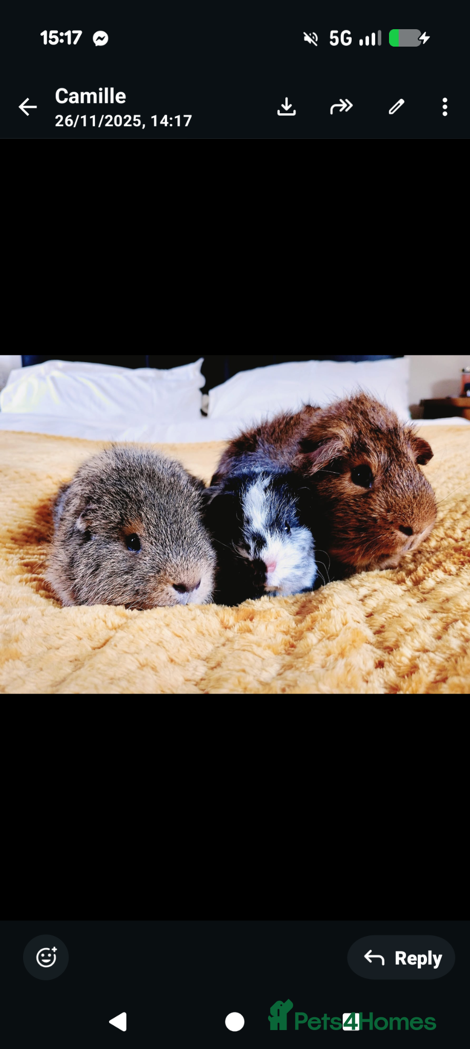 Guinea Pig rodents Boars trio looking for a new family  - Advert 2