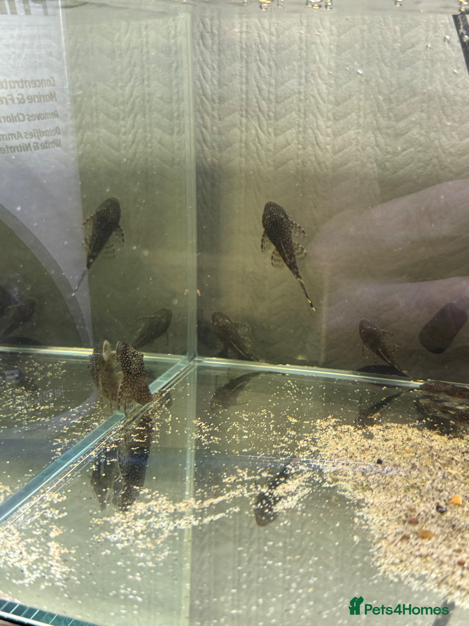 Plecos fish bristlenose pleco - Advert 2