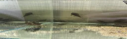 Plecos fish for sale: bristlenose pleco - Advert 2