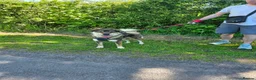 Mixed Breed dogs for adoption: Meet Paddington,  currently residing in Cheshire  in Nantwich - Advert 2