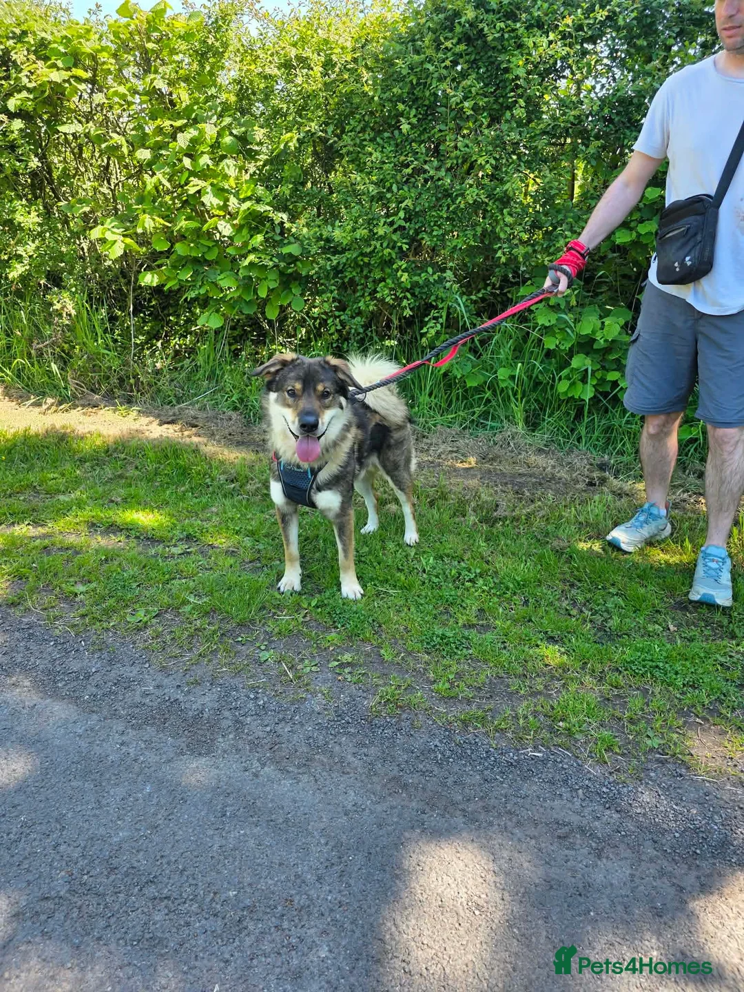 Mixed Breed dogs for adoption: Meet Paddington,  currently residing in Cheshire  in Nantwich - Advert 2