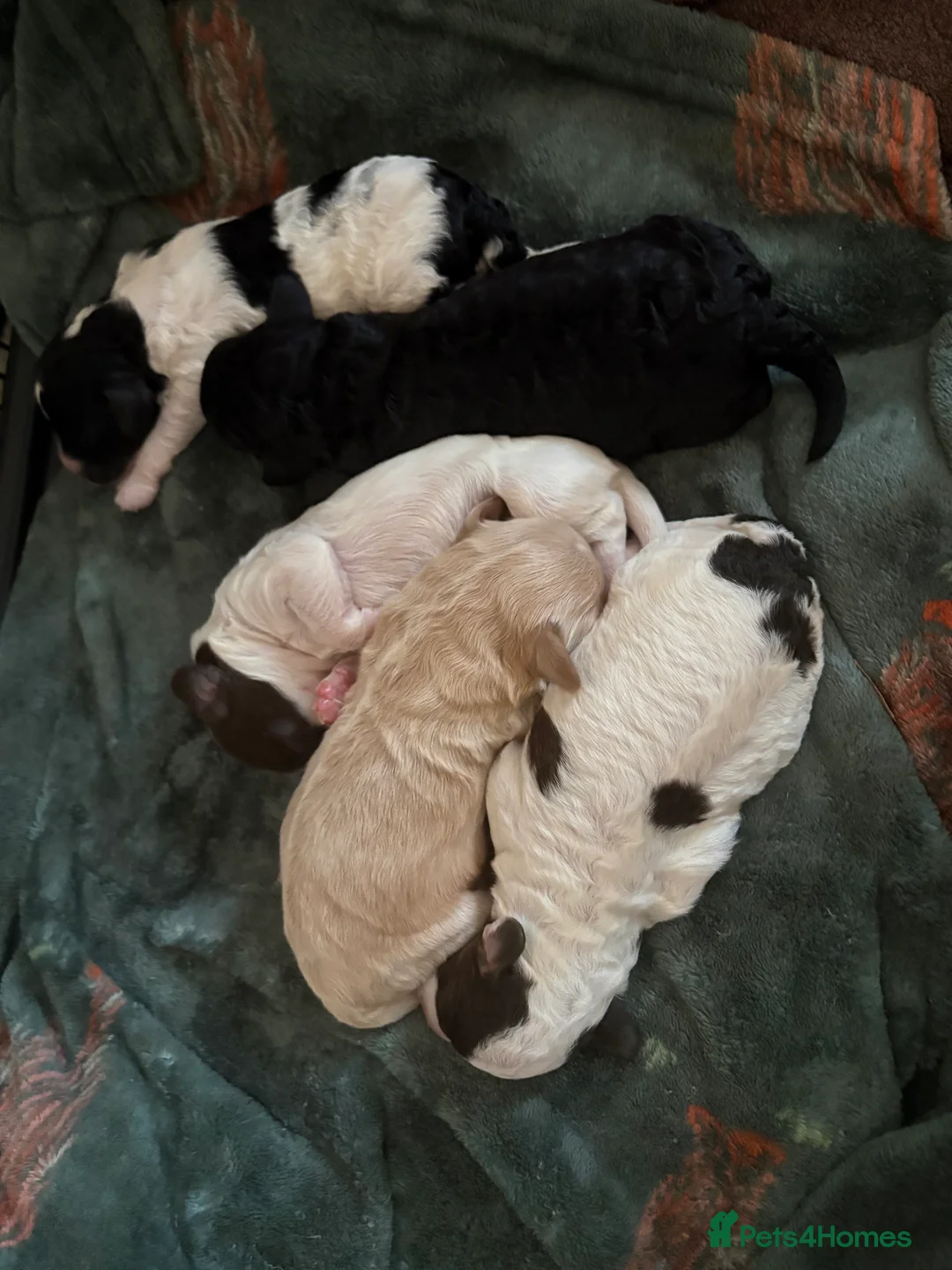 Cockapoo dogs for sale: Gorgeous litter of F1b cockapoos  in Bude - Advert 2