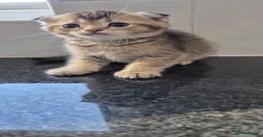 Scottish Fold cats - Advert 2