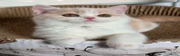 British Shorthair cats for sale: Beautiful Gccf registered bsh kittens  - Advert 3