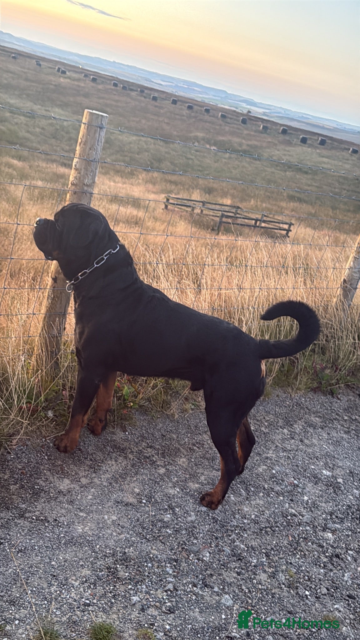 Rottweiler dogs PROVEN Stunning KC reg Boy Now At STUD - Advert 6
