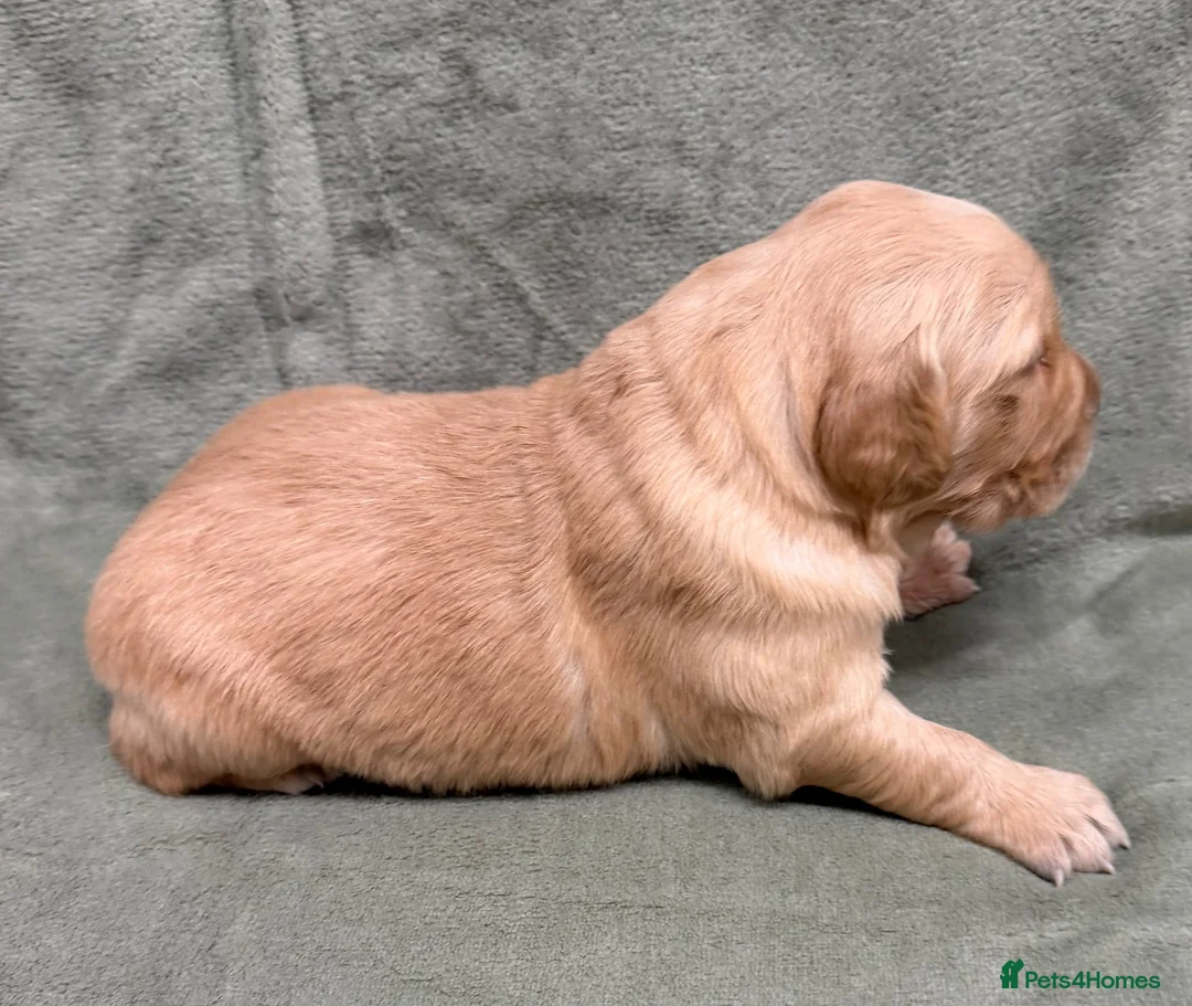 Golden Retriever dogs for sale: Golden retriever puppies ❤️ - Advert 12