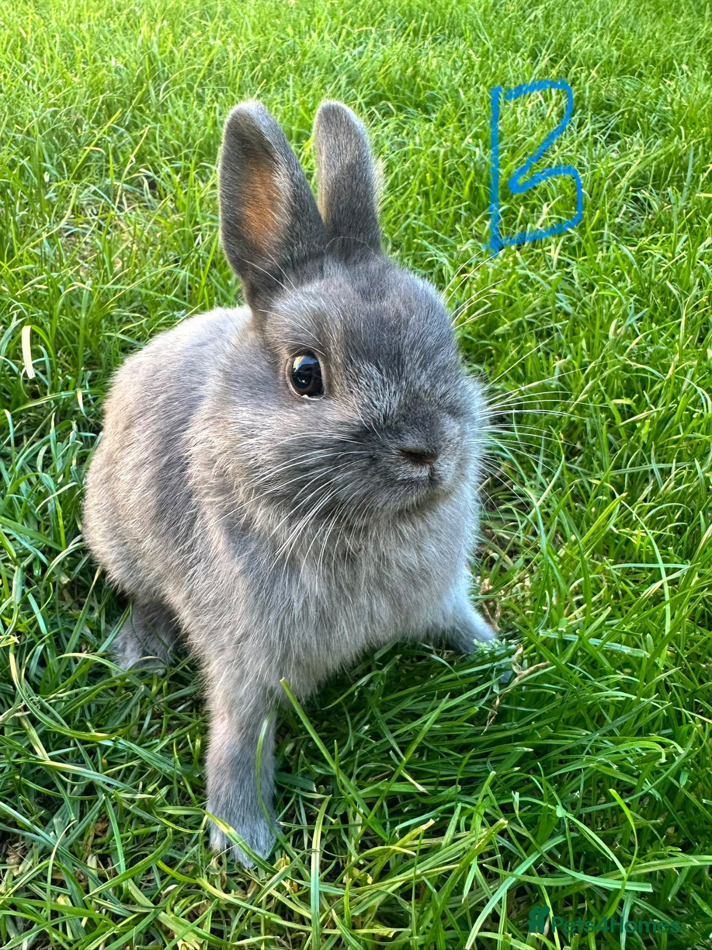 Netherland Dwarf rabbits Netherland Dwarf rabbits for sale  - Advert 2