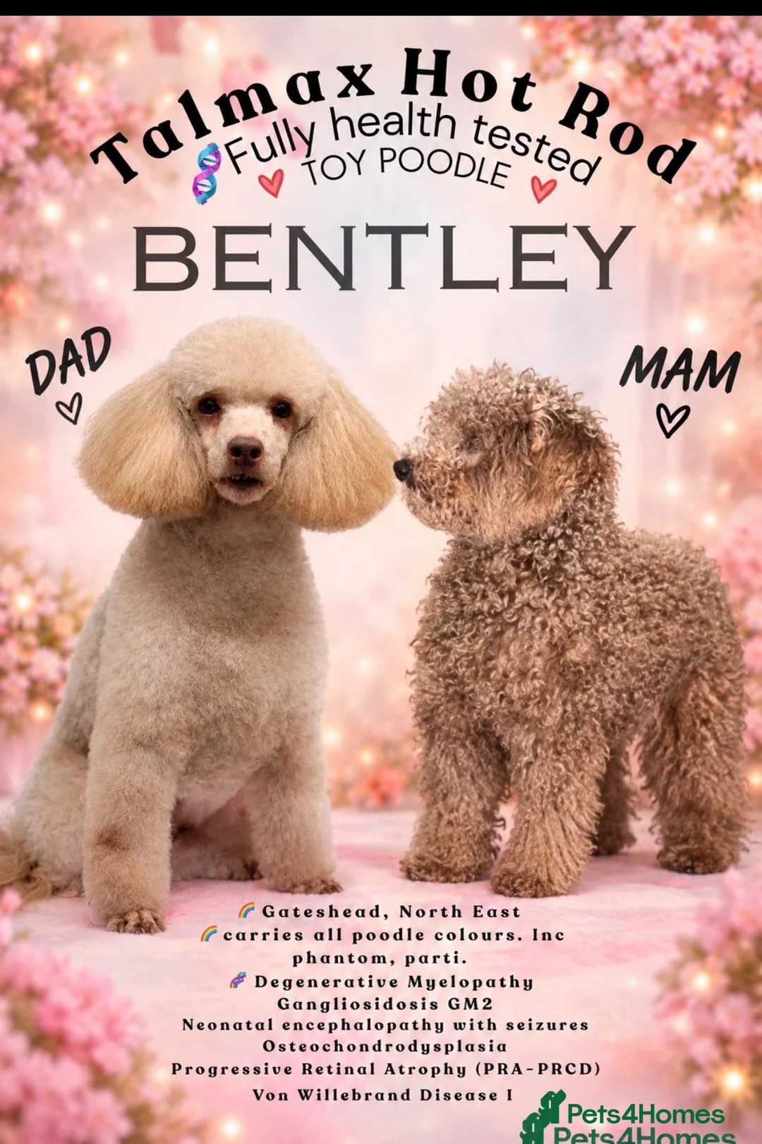 Poochon dogs for sale: Gorgeous male & female poochon puppies - Advert 2