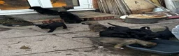 German Shepherd dogs for sale: GERMAN SHEPHERDS  - Advert 1