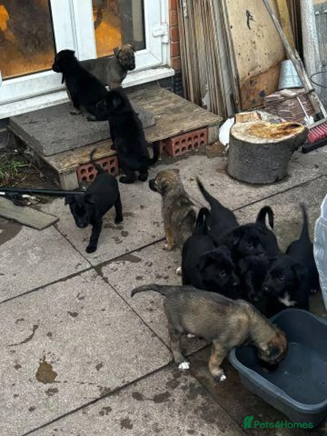 German Shepherd dogs for sale: GERMAN SHEPHERDS  - Advert 1