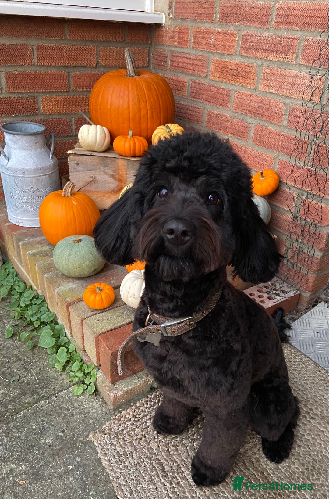Mixed Breed dogs for sale: Cockapoo X Sproodle - Advert 10
