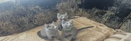 Russian Blue cats for sale: **TICA full pedigree Russian Blue kittens - Advert 20