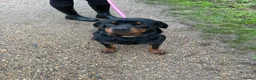 Rottweiler dogs for sale: Kc reg Rottweiler female  - Advert 2