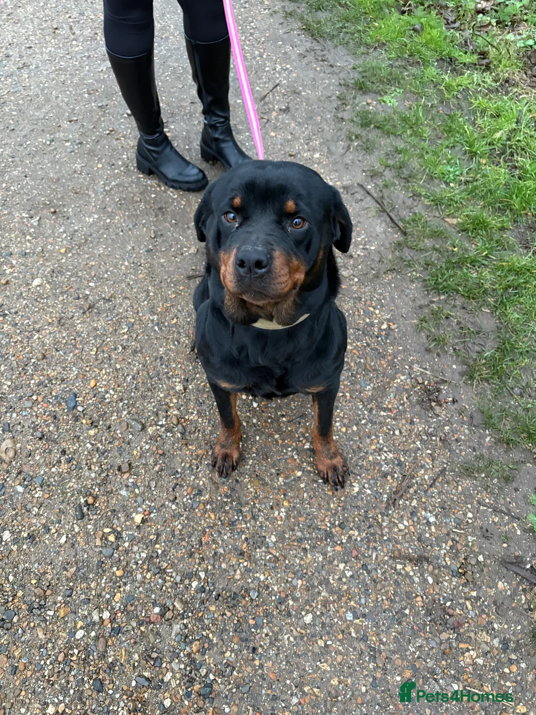 Rottweiler dogs for sale: Kc reg Rottweiler female  - Advert 2