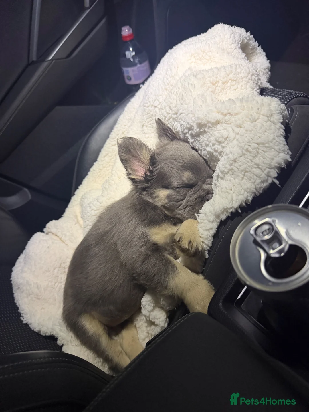 French Bulldog dogs for sale: 1 female puppy for sale  - Advert 2