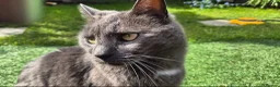 American Shorthair cats for sale: Brother and sister looking for a new home.  - Advert 10