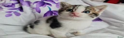 Mixed Breed cats for sale: Adorable & Playful Kittens Raised with Kids  - Advert 28