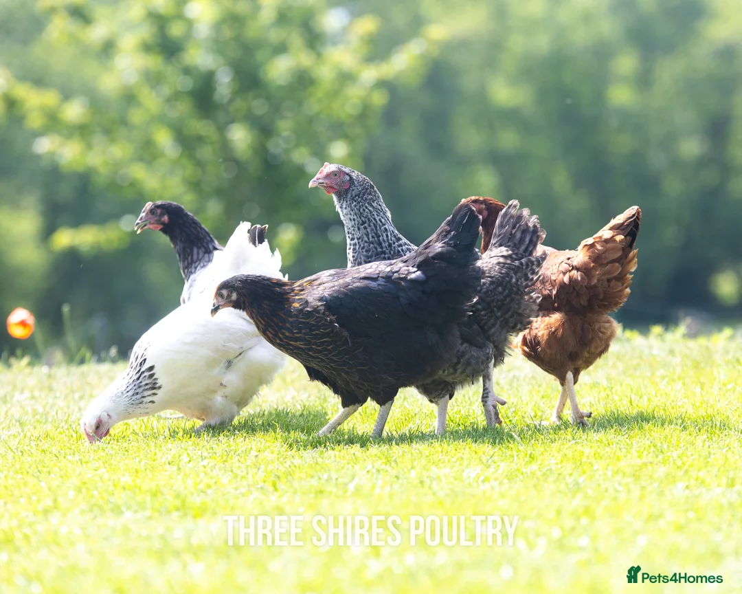 Chickens poultry for sale: Point of Lay Chickens - Over 15 varieties - Advert 1