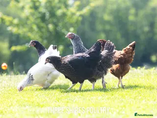 Chickens poultry Point of Lay Chickens - Over varieties- See video - Advert 5