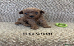 Cavapoo dogs for sale: X6 Stunning F1B Cavapoo puppies available  - Image 2
