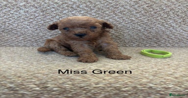 Cavapoo dogs - Advert 6