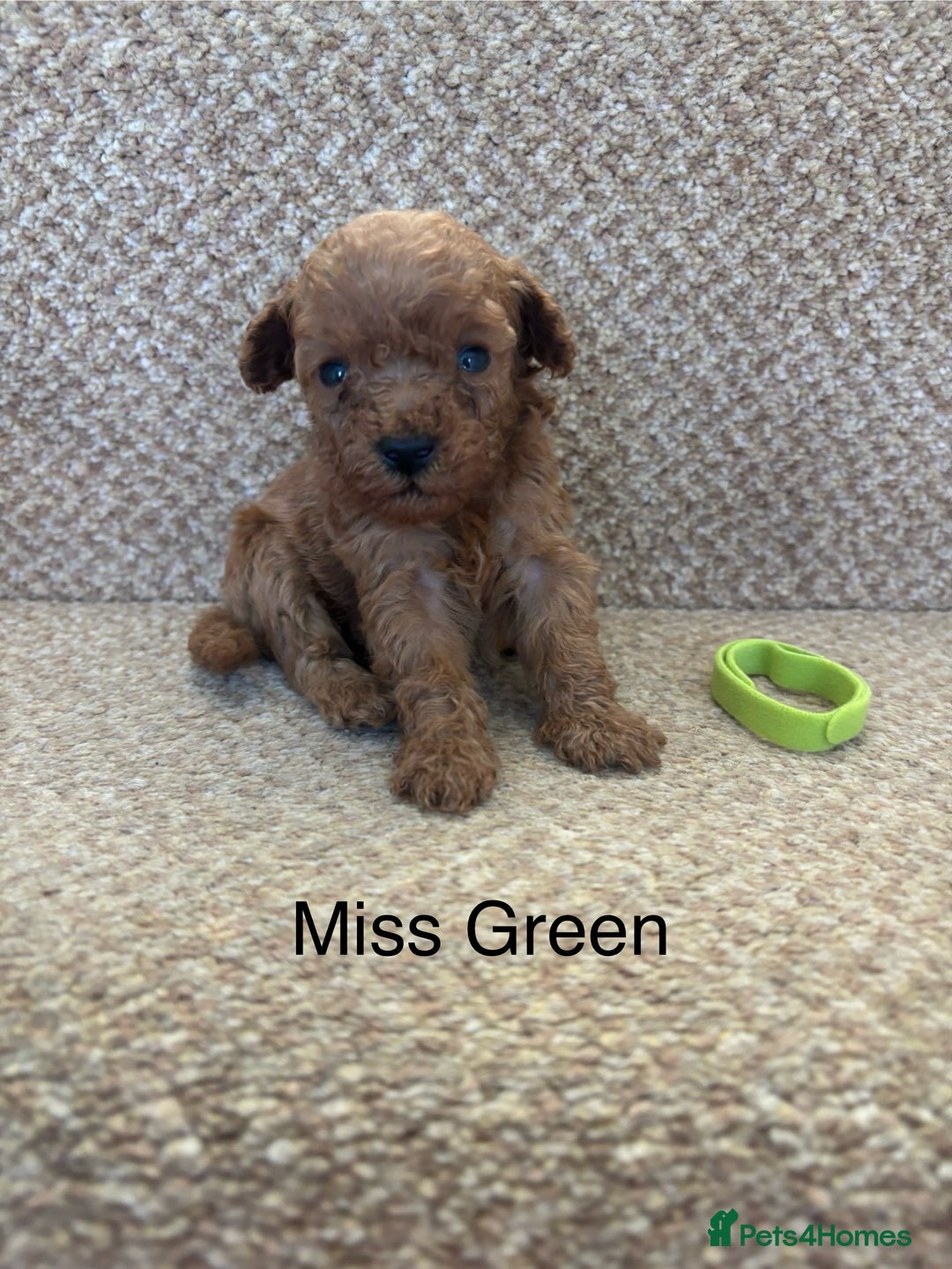 Cavapoo dogs for sale: X6 Stunning F1B Cavapoo puppies available  - Image 2