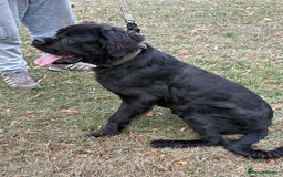 Cane Corso dogs for sale: Male cane corso - Image 2