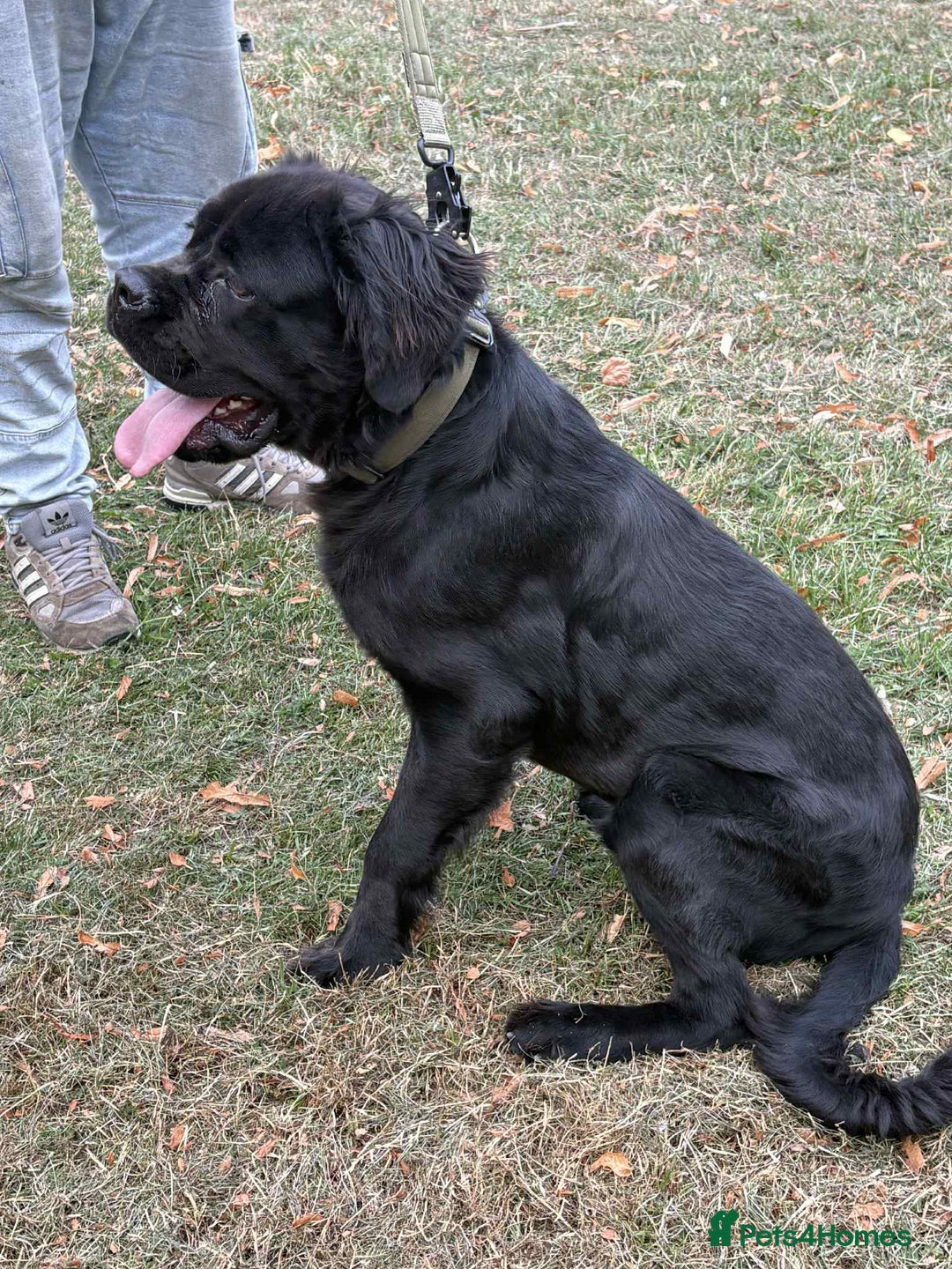 Cane Corso dogs for sale: Male cane corso - Image 2