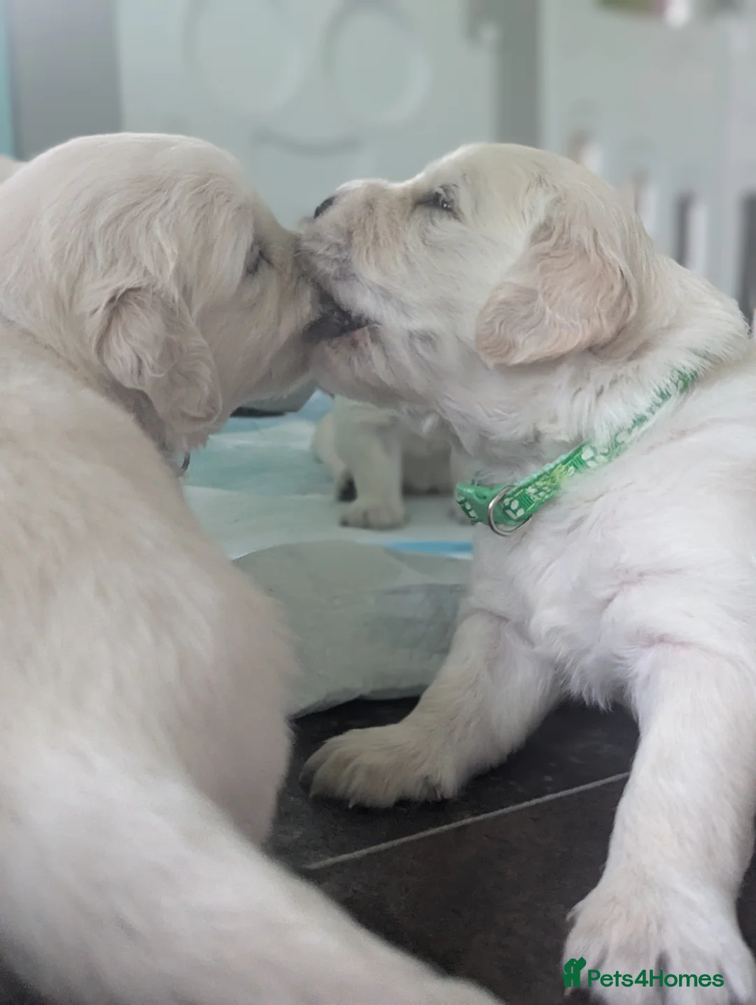 Golden Retriever dogs for sale: 🐾6  Golden Retriever Puppies! 🐾 - Advert 10