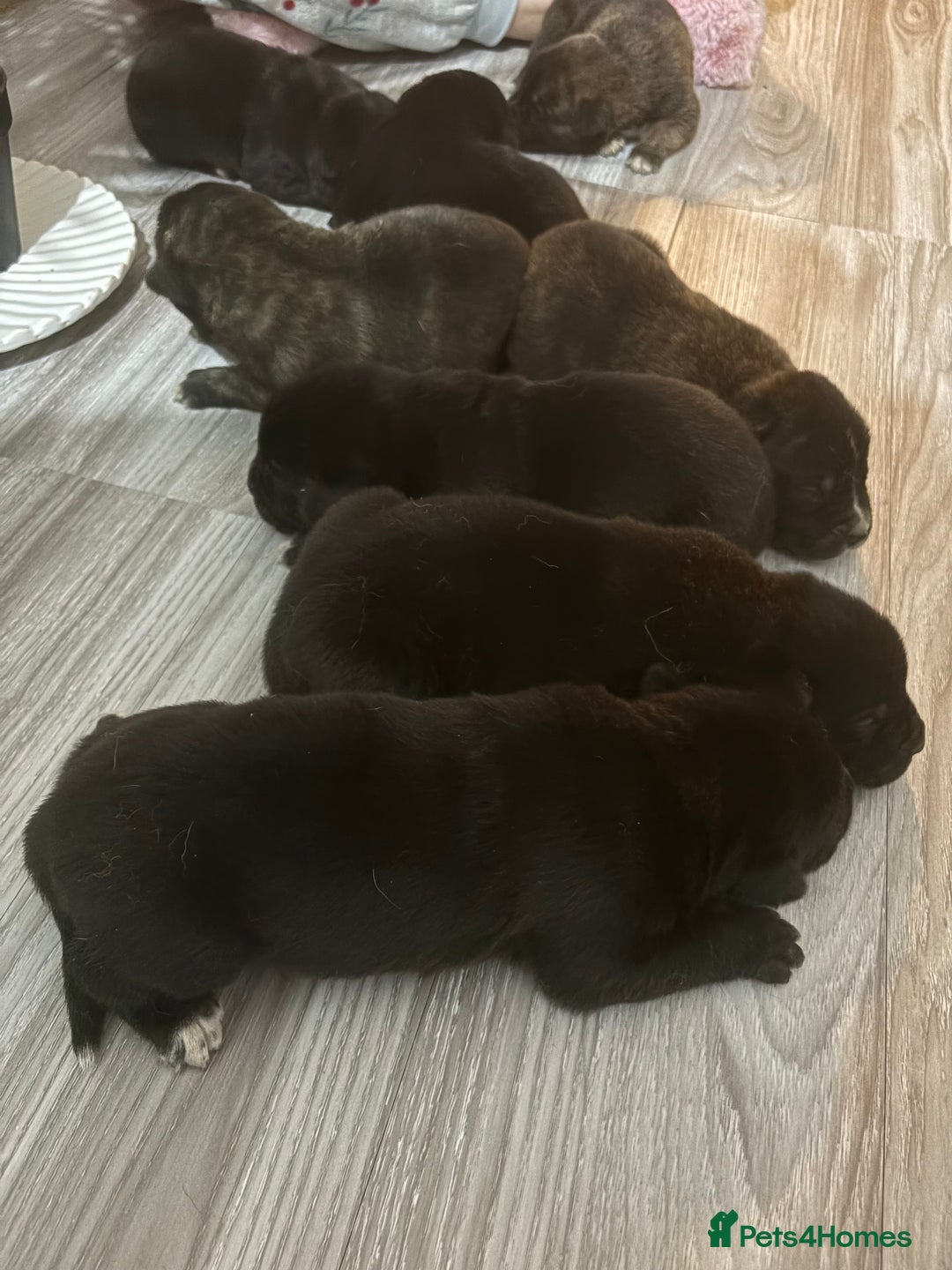 Mixed Breed dogs for sale: Cane corso x Akita  - Advert 3