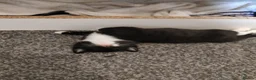 Bombay cats for sale: Bombay Cross! - Advert 3
