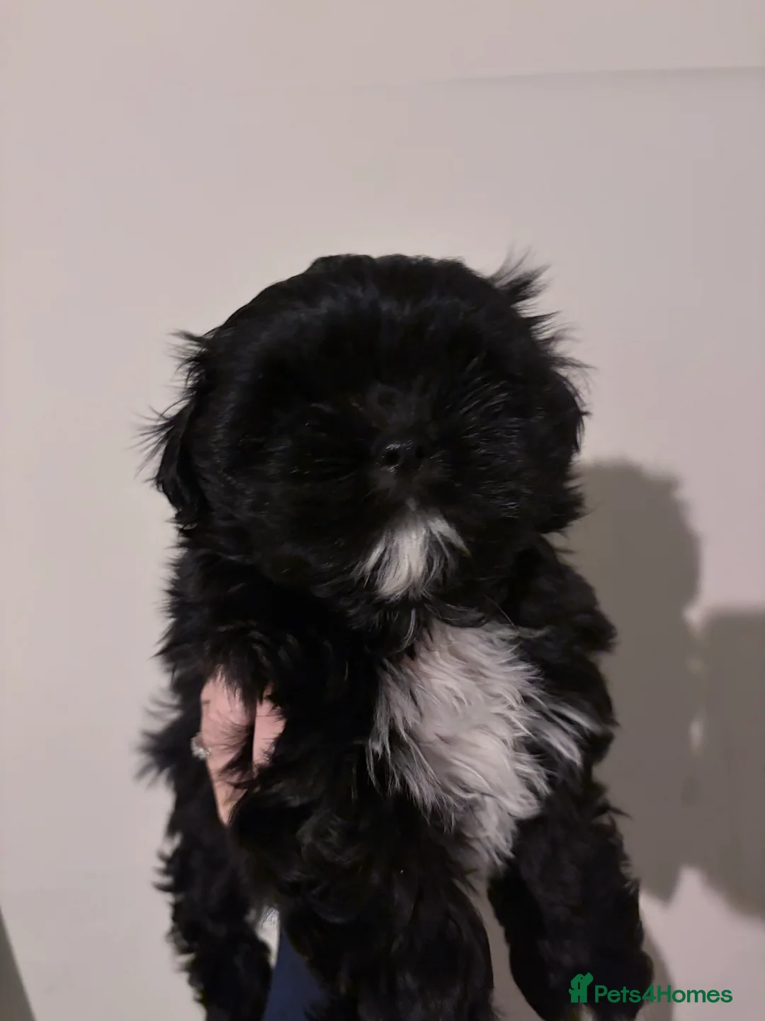 Shih Tzu dogs for sale: shih tzu boy for sale  - Advert 4