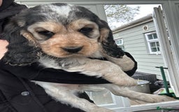 Cocker Spaniel dogs for sale: ⭐️⭐️TOP QUALITY  KC SHOW COCKER SPANIEL PUPS ⭐️⭐️ - Image 3