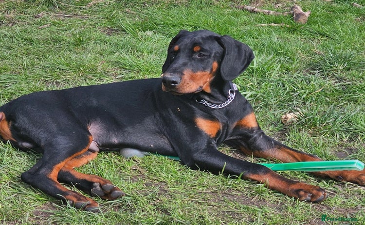 Dobermann dogs Handsome male - Advert 7