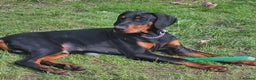 Dobermann dogs for sale: male & females - Advert 1