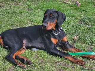 Dobermann dogs Handsome male - Advert 9