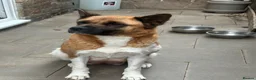 Mixed Breed dogs for sale: American Akita x Rottweiler puppys - Advert 6