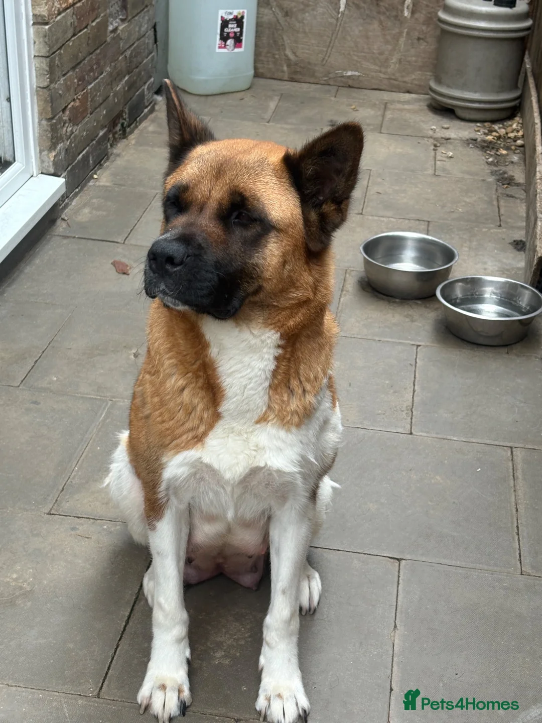 Mixed Breed dogs for sale: American Akita x Rottweiler puppys - Advert 6