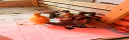 Ducks poultry for sale: 8 Indian running ducks - Advert 4