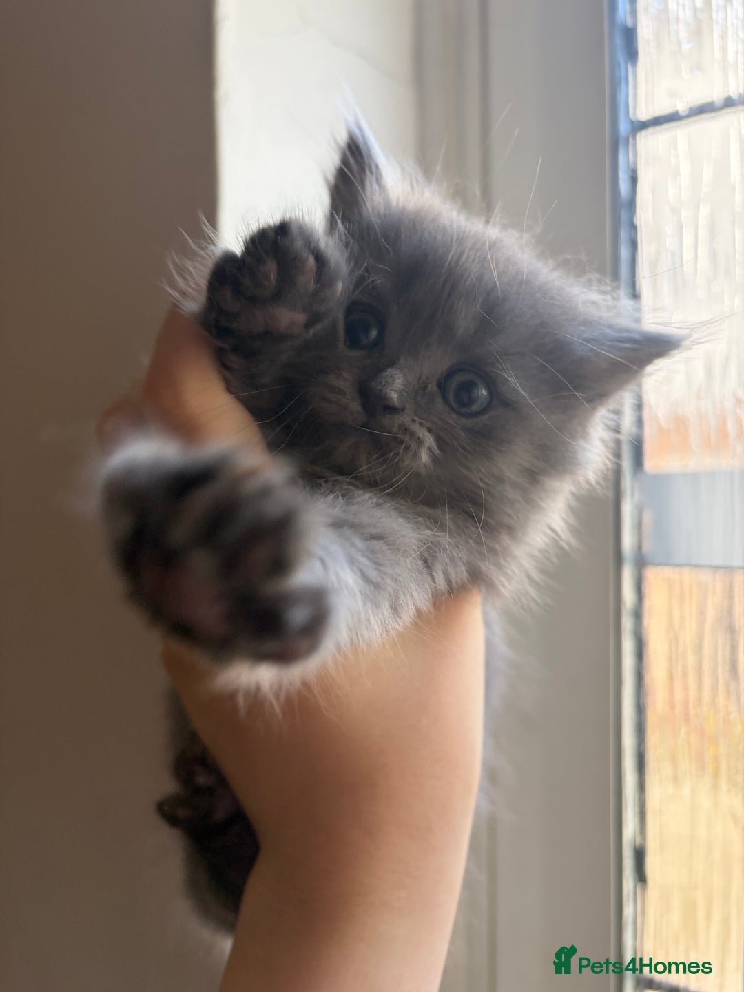 British Shorthair cats for sale: British short hair/persian mother - Advert 32