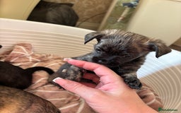 Jug dogs for sale: Jug puppies  - Image 8