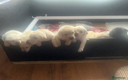 Labrador Retriever dogs for sale: Top Pedigree Labrador retriever puppies - Image 8