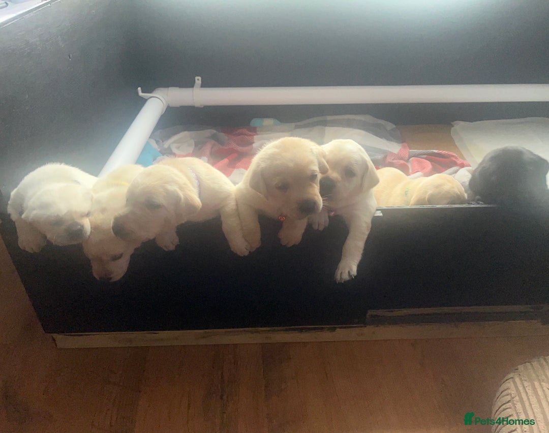 Labrador Retriever dogs for sale: Top Pedigree Labrador retriever puppies - Image 8