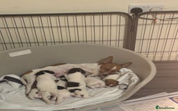 Jack Russell dogs for sale: Beautiful Jack Russell puppies  - Advert 1