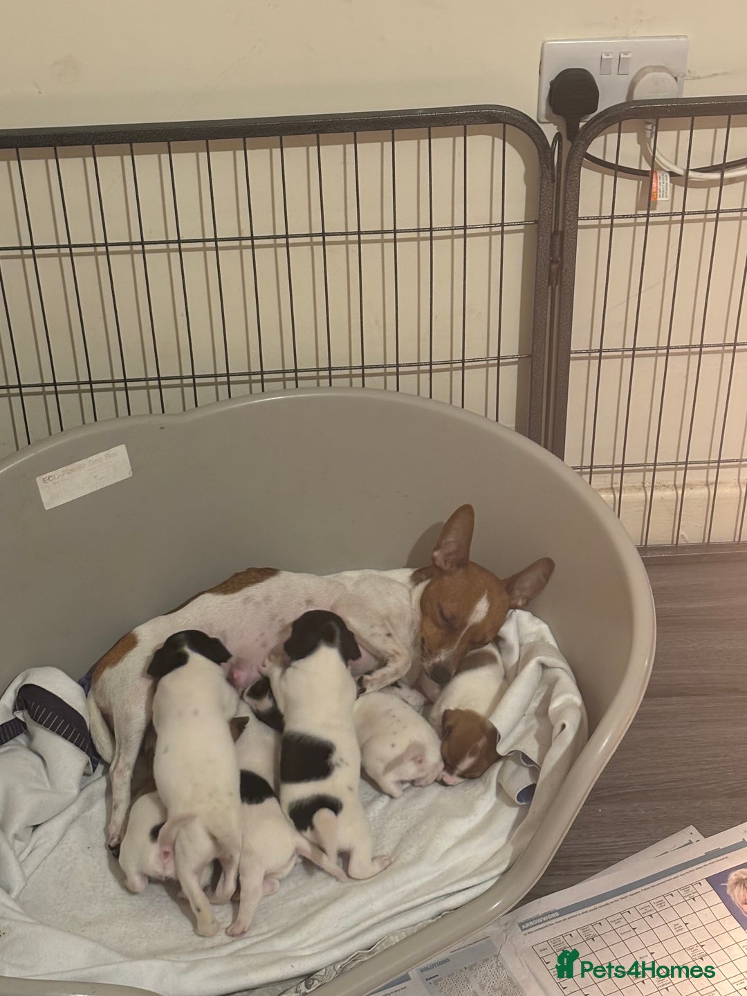 Jack Russell dogs for sale: Beautiful Jack Russell puppies  - Advert 1