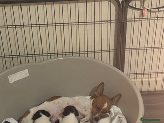 Jack Russell dogs Beautiful Jack Russell puppies - Advert 1