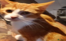 Maine Coon cats for sale: Rare ginger female kitten needing a home  - Image 4