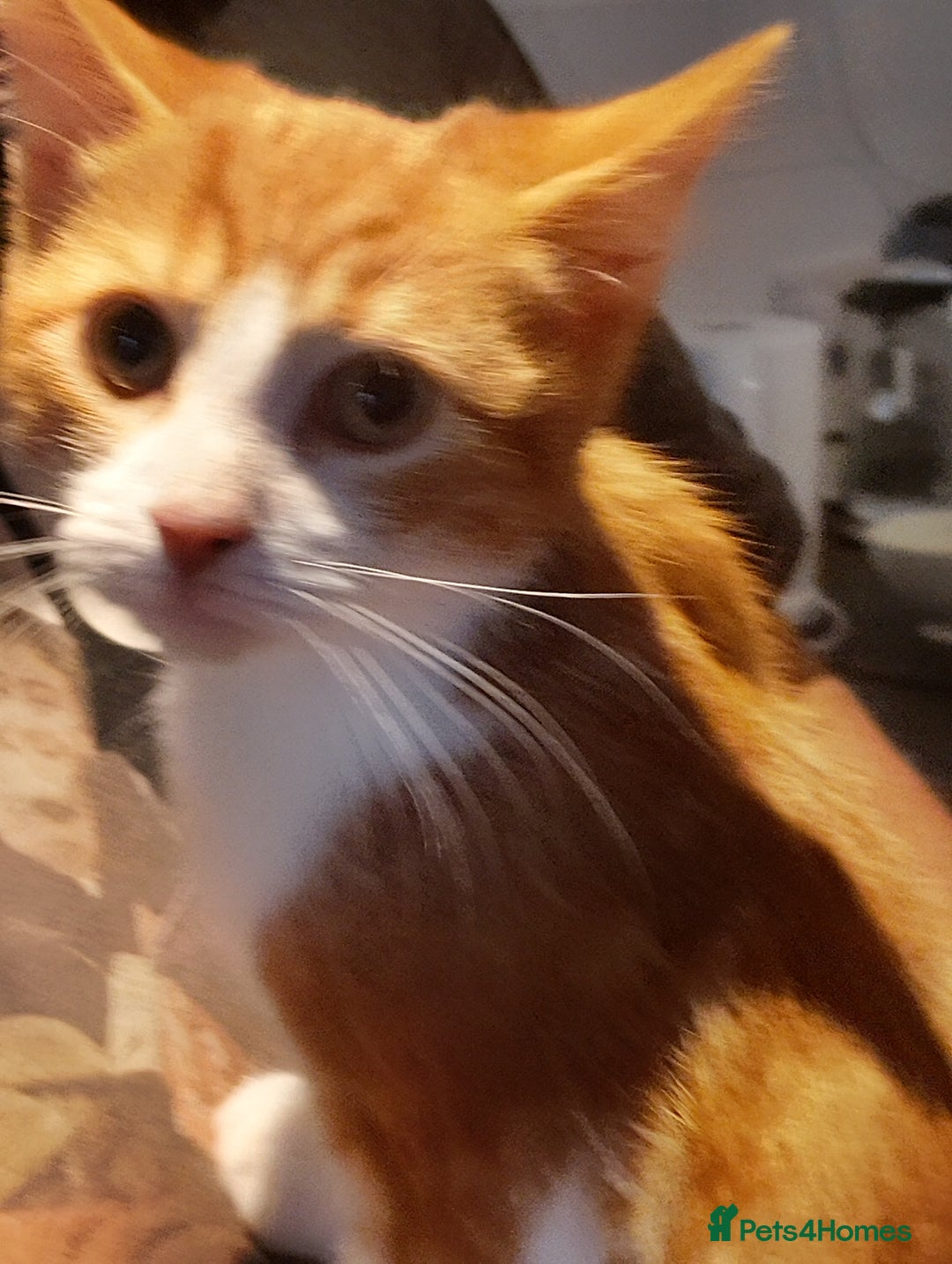 Maine Coon cats for sale: Rare ginger female kitten needing a home  - Image 4