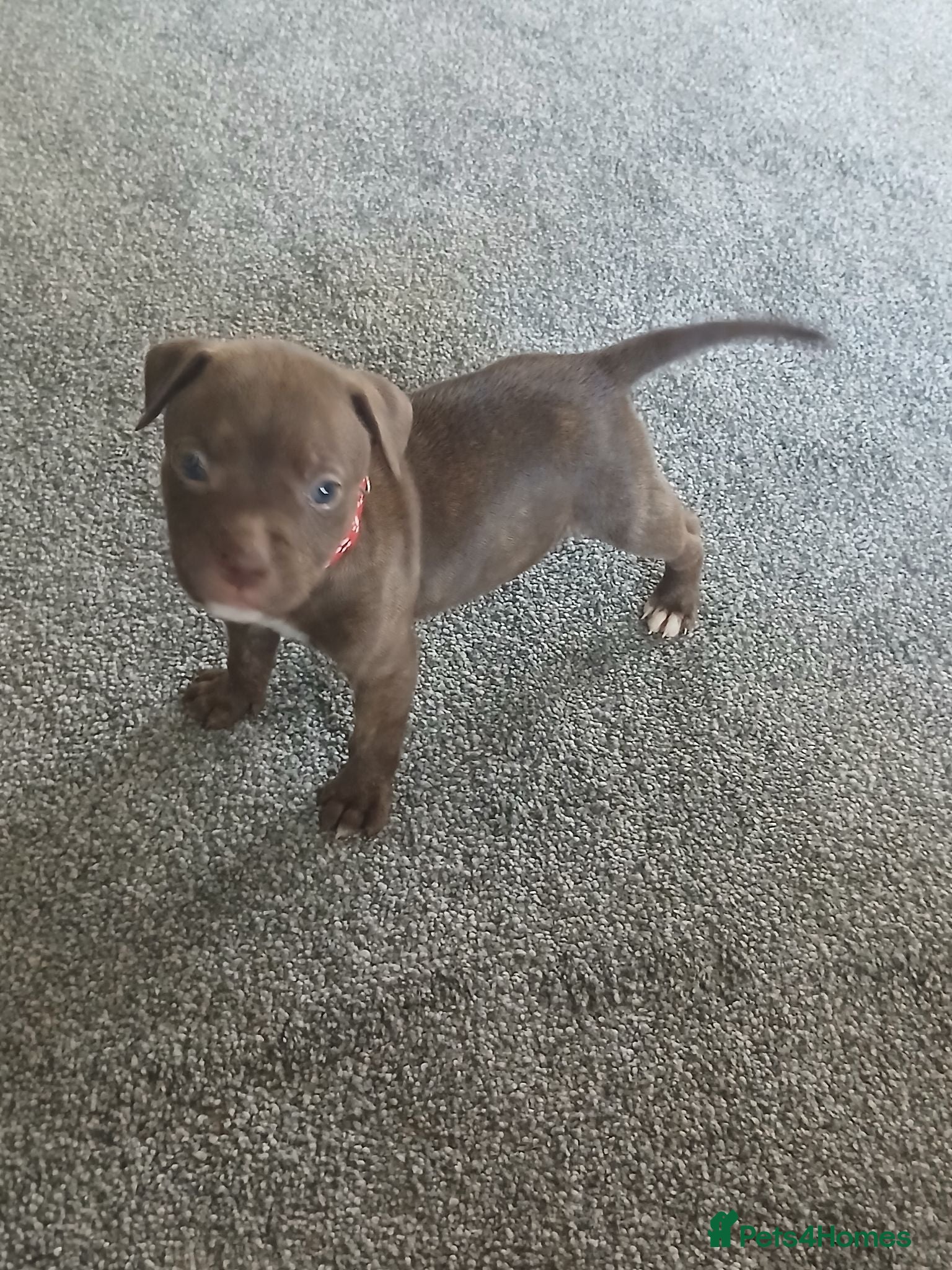 Staffordshire Bull Terrier dogs Staffy puppies ** LAST BOY AVAILABLE*** - Advert 2