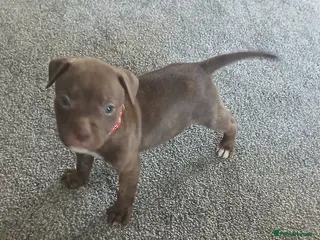 Staffordshire Bull Terrier dogs Staffy puppies ** LAST BOY AVAILABLE*** - Advert 5